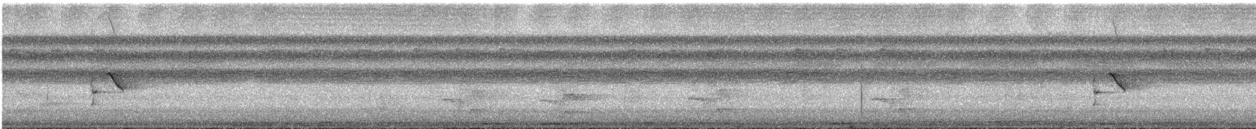 Striolated Manakin - ML644190135