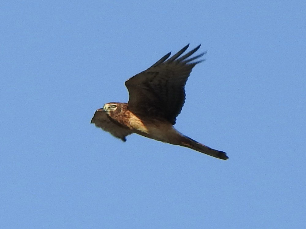 Northern Harrier - ML644190137