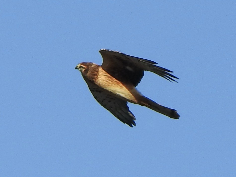Northern Harrier - ML644190140