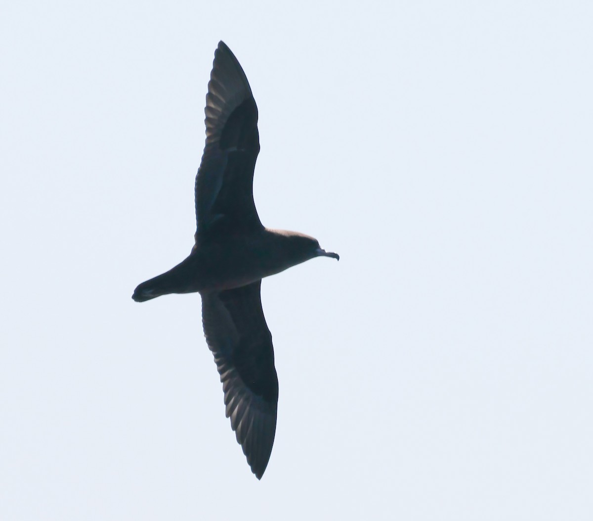 lysbeinlire - ML644190146