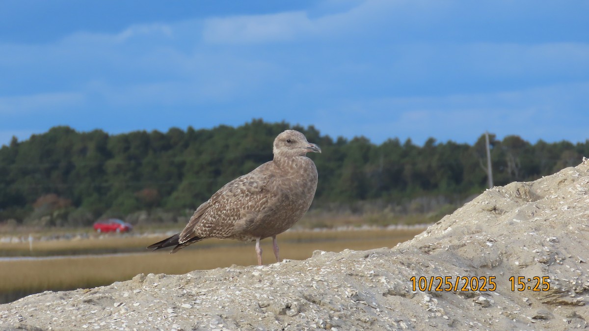 Американская чайка - ML644190147