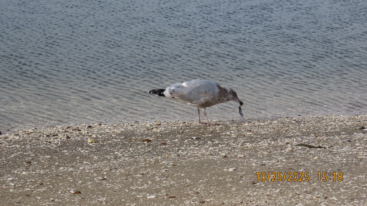 Американская чайка - ML644190148