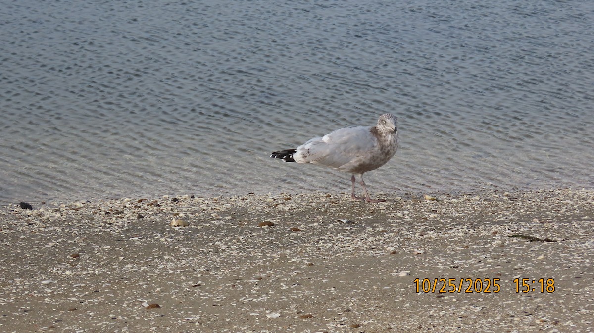 Американская чайка - ML644190149