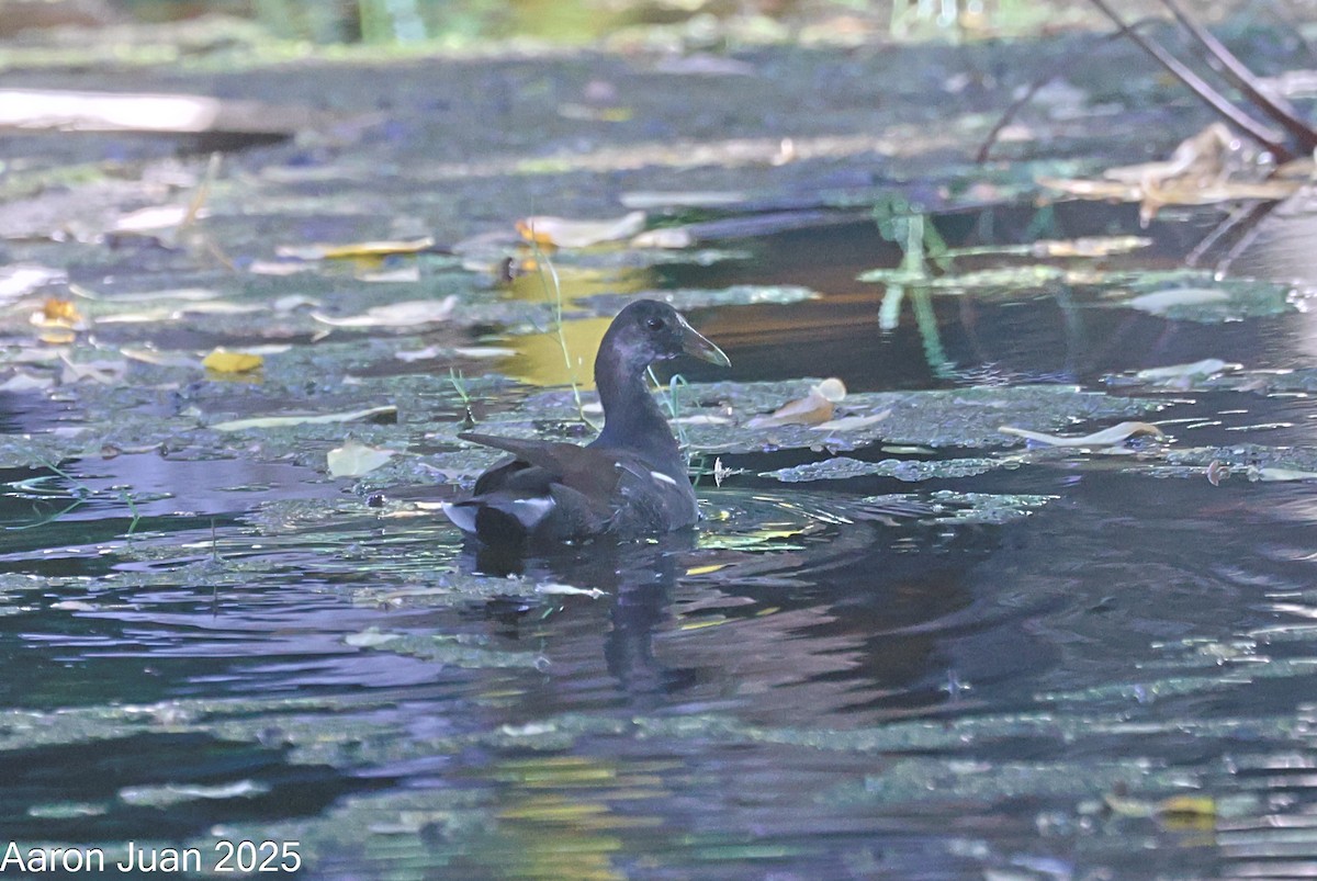 Common Gallinule - ML644190152