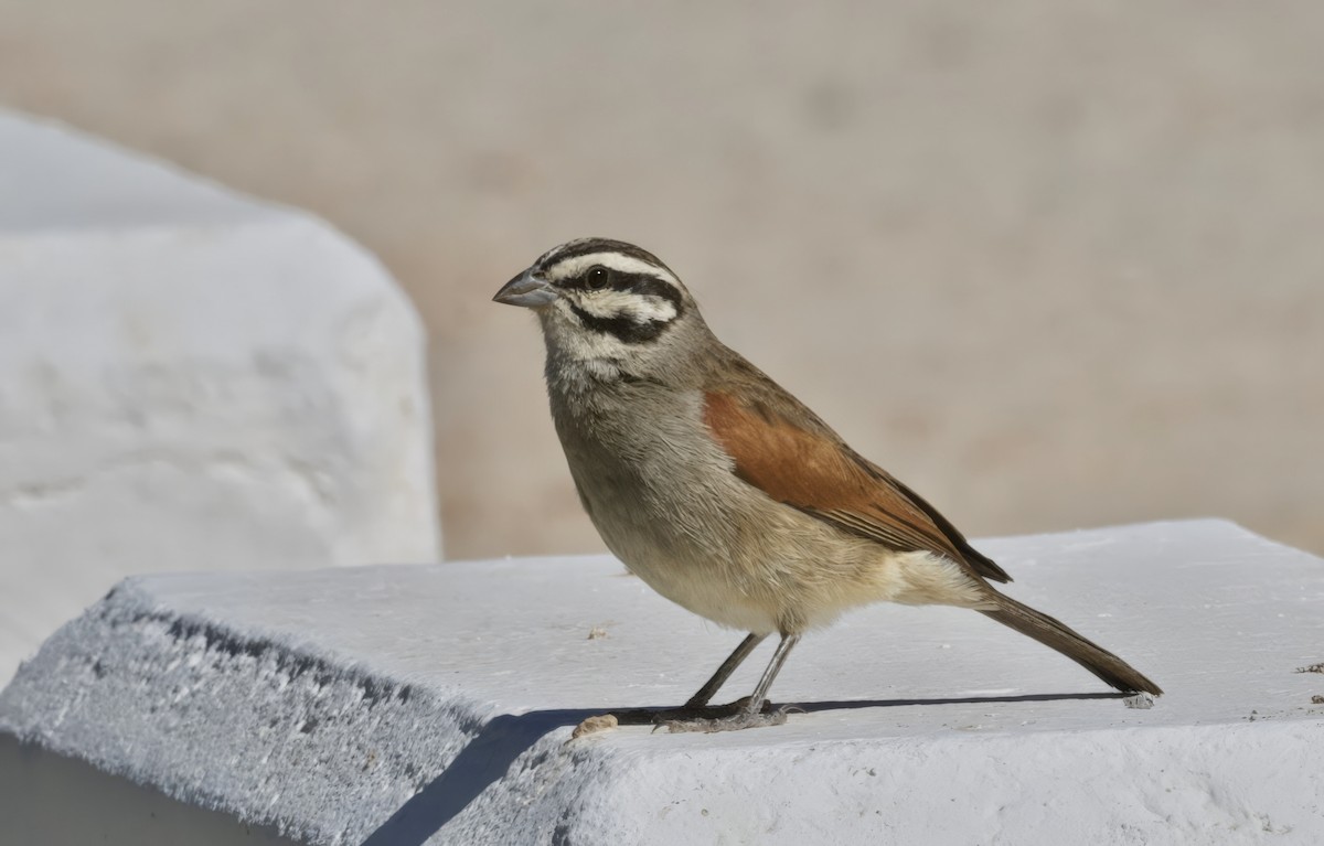 kappspurv - ML644190194