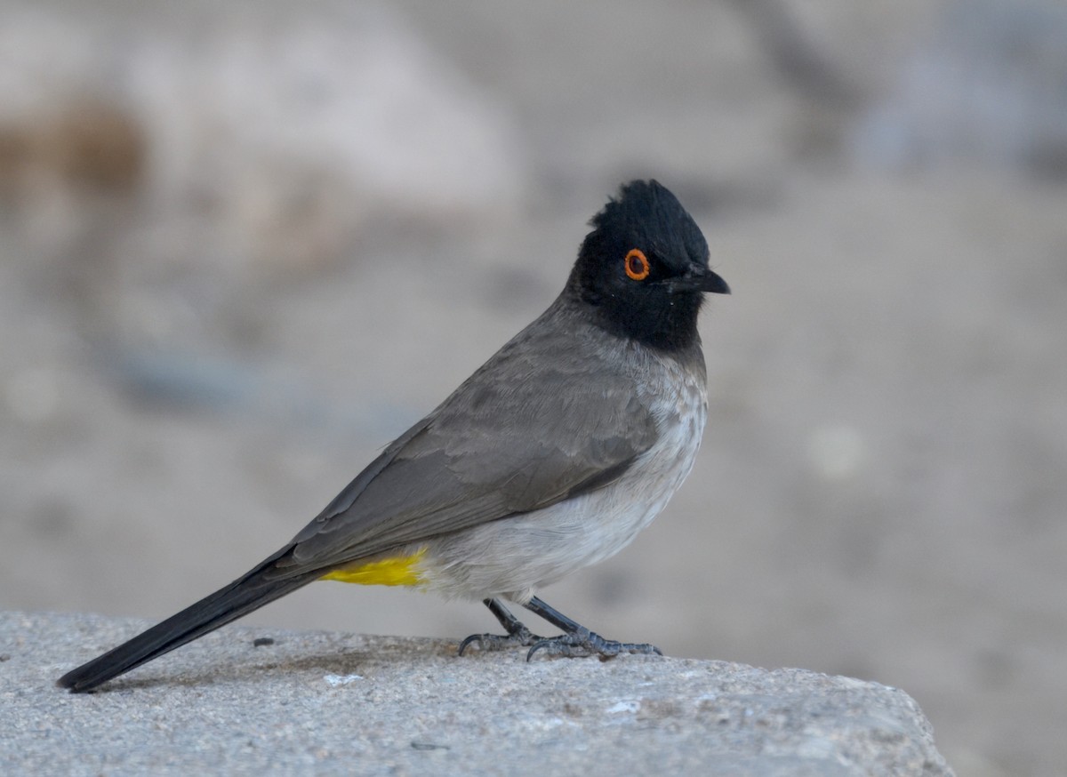 Bulbul brunoir - ML644190197