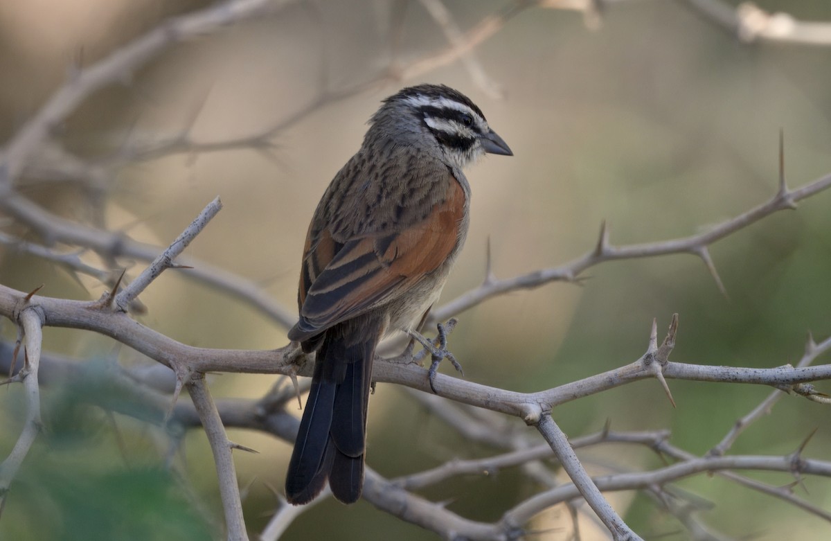 kappspurv - ML644190206