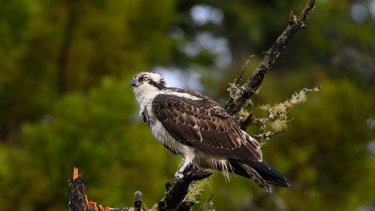 Osprey - ML644190207