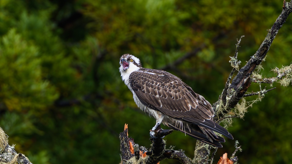 Osprey - ML644190208
