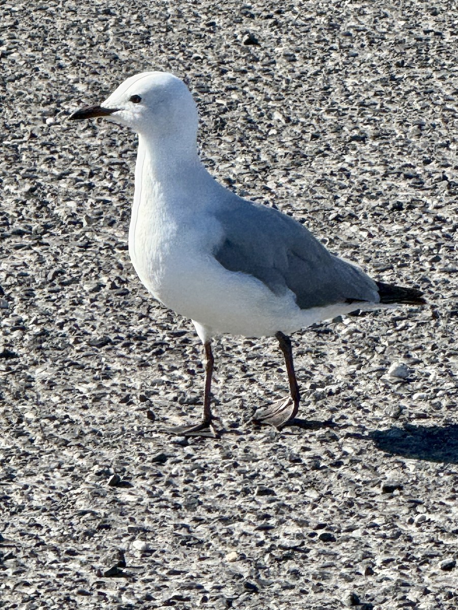 Hartlaub's Gull - ML644190210
