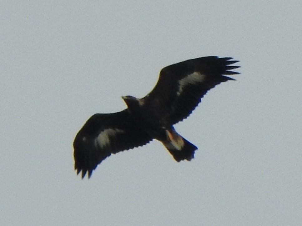 Golden Eagle - ML644190214