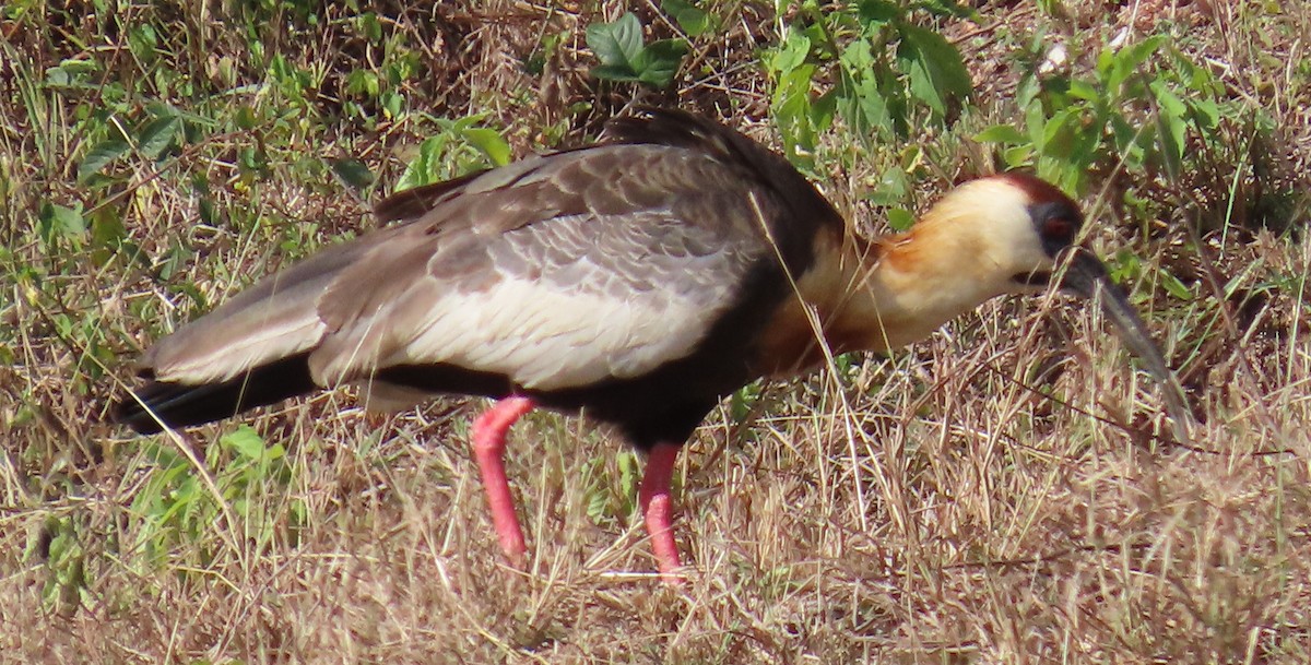 Buff-necked Ibis - ML644190215