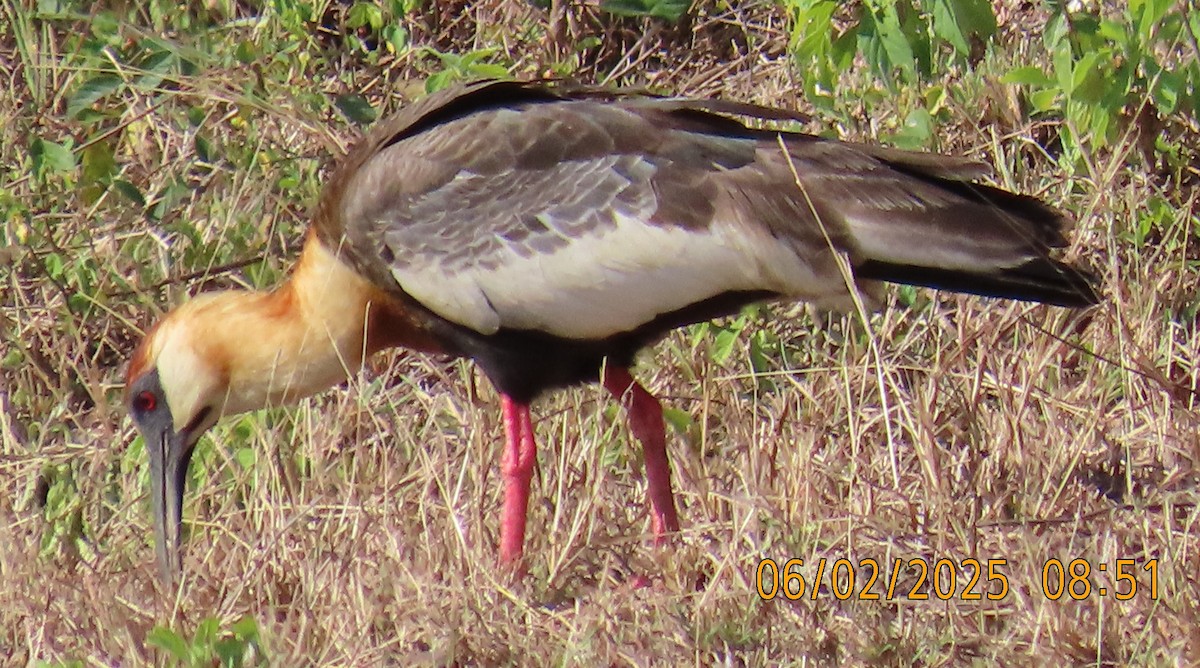 Buff-necked Ibis - ML644190220