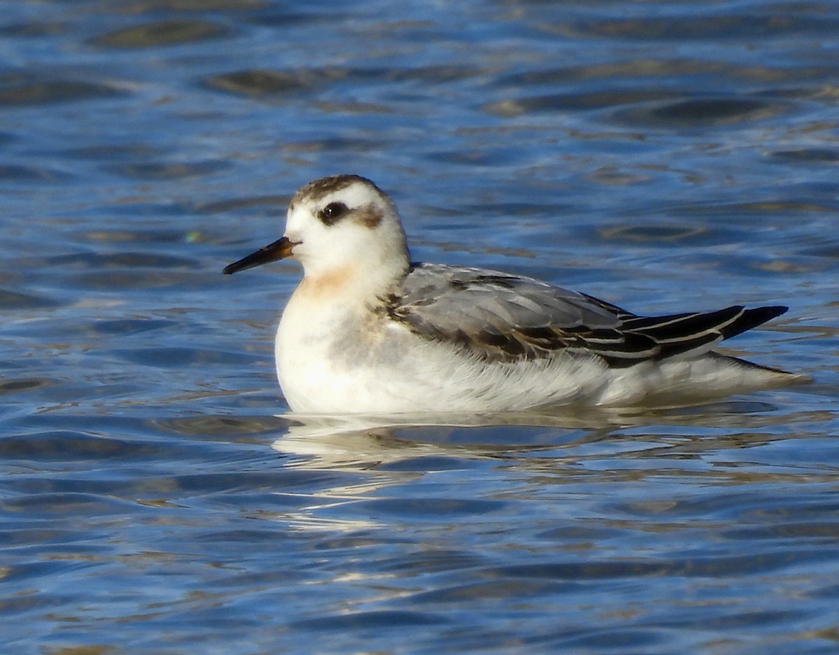 Kızıl Denizdüdükçünü - ML644190224