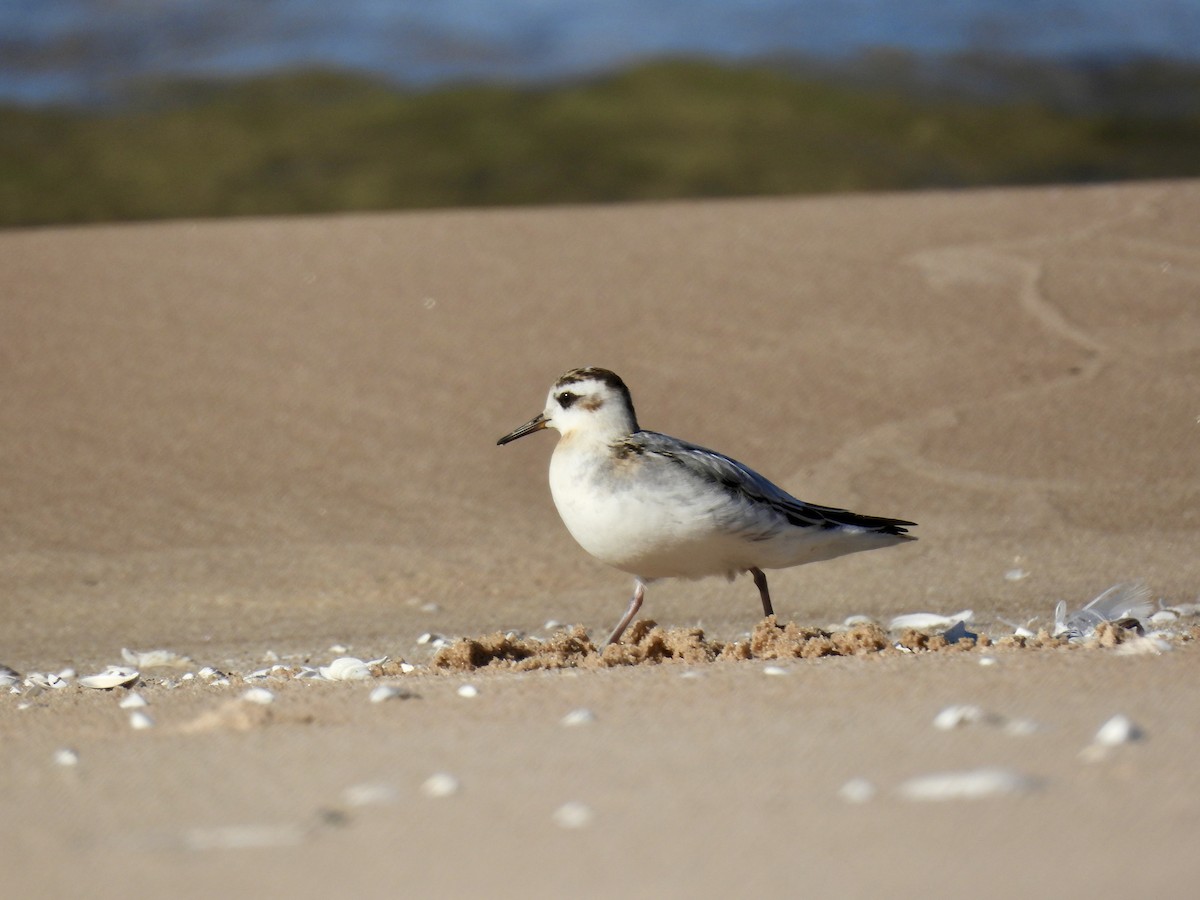 Kızıl Denizdüdükçünü - ML644190225