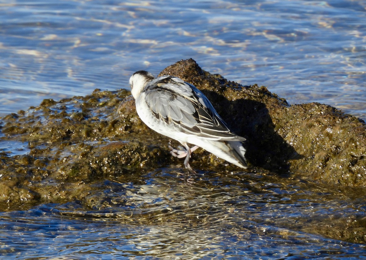 Kızıl Denizdüdükçünü - ML644190226