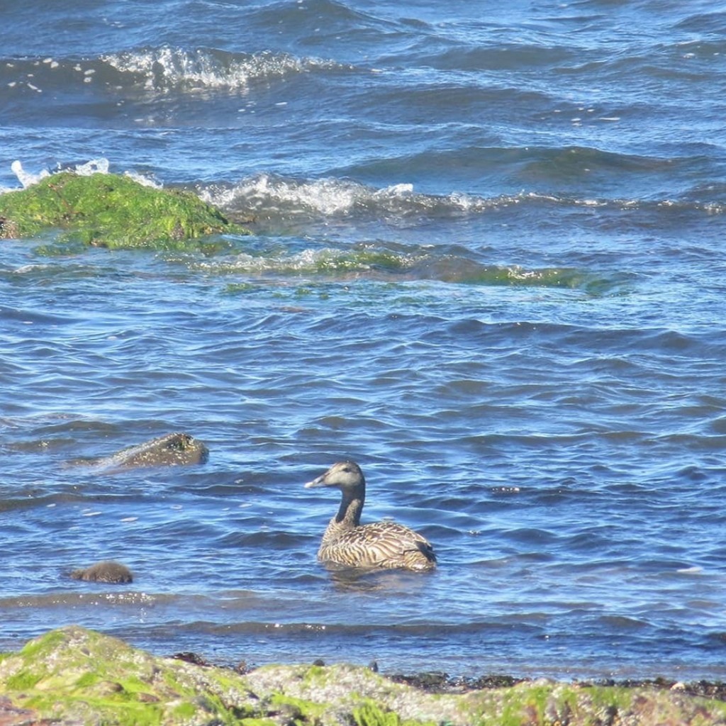 Common Eider - ML644190241
