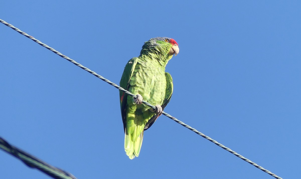 Lilac-crowned Amazon - ML644190245