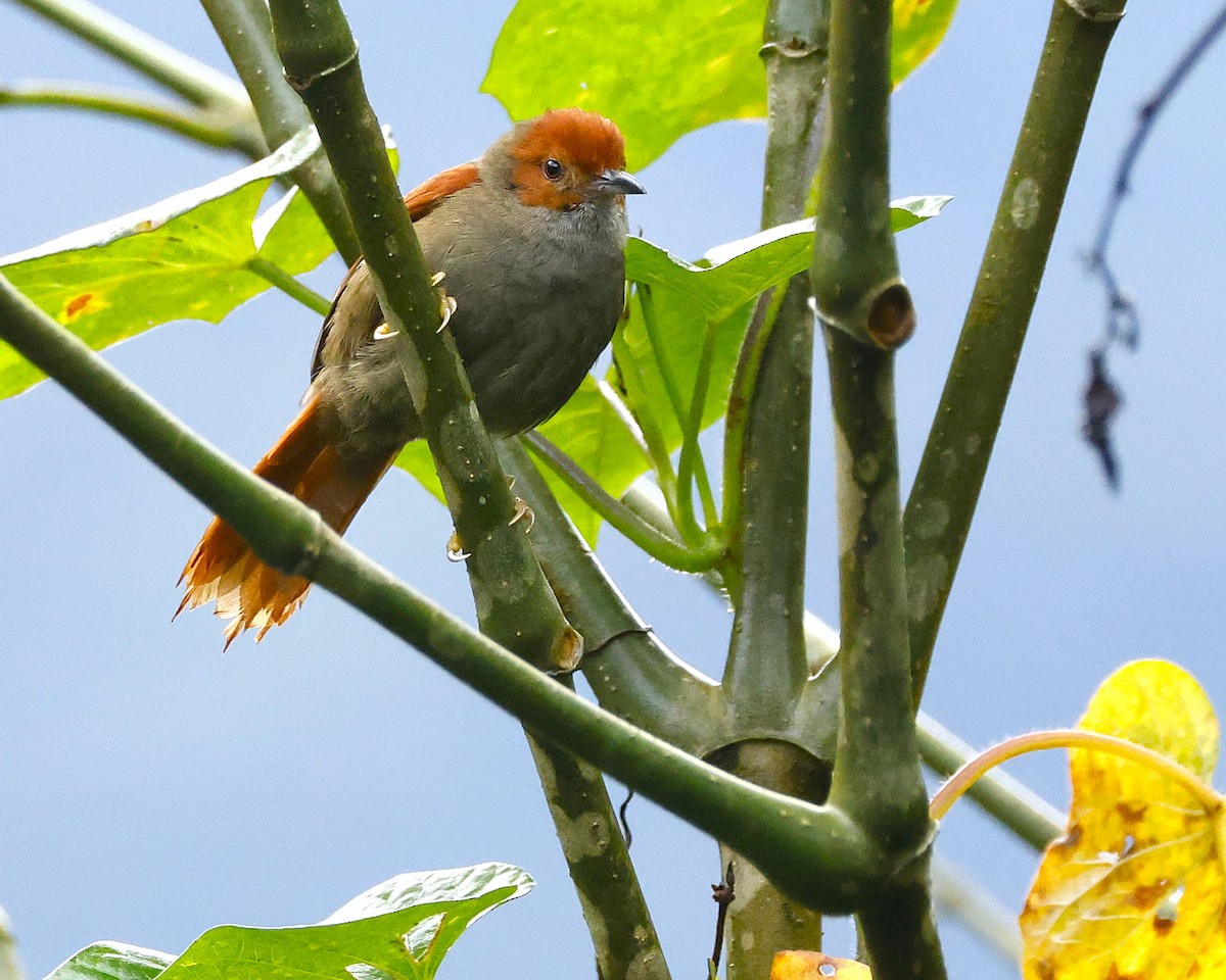 Al Yüzlü Dikenkuyruk - ML644190246