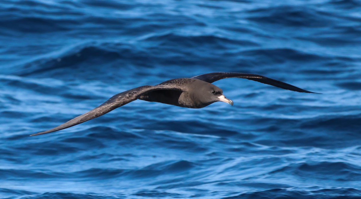 lysbeinlire - ML644190249