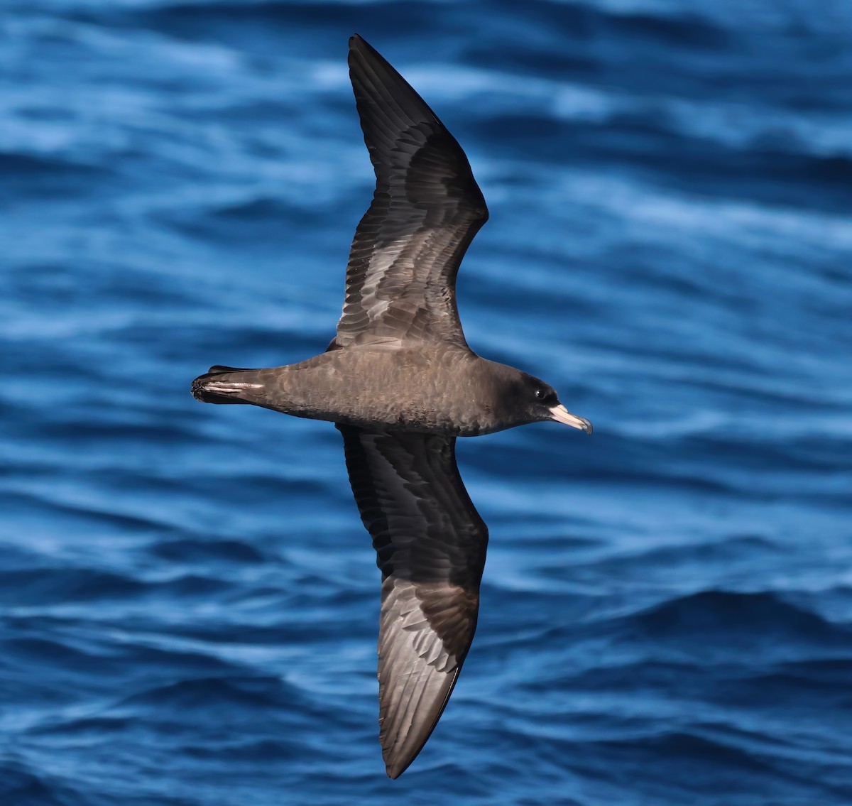 lysbeinlire - ML644190250