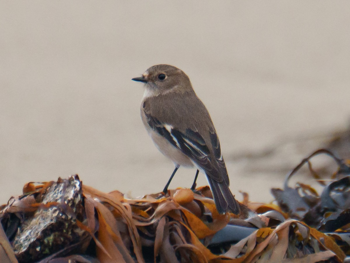 flammeflueskvett - ML644190257