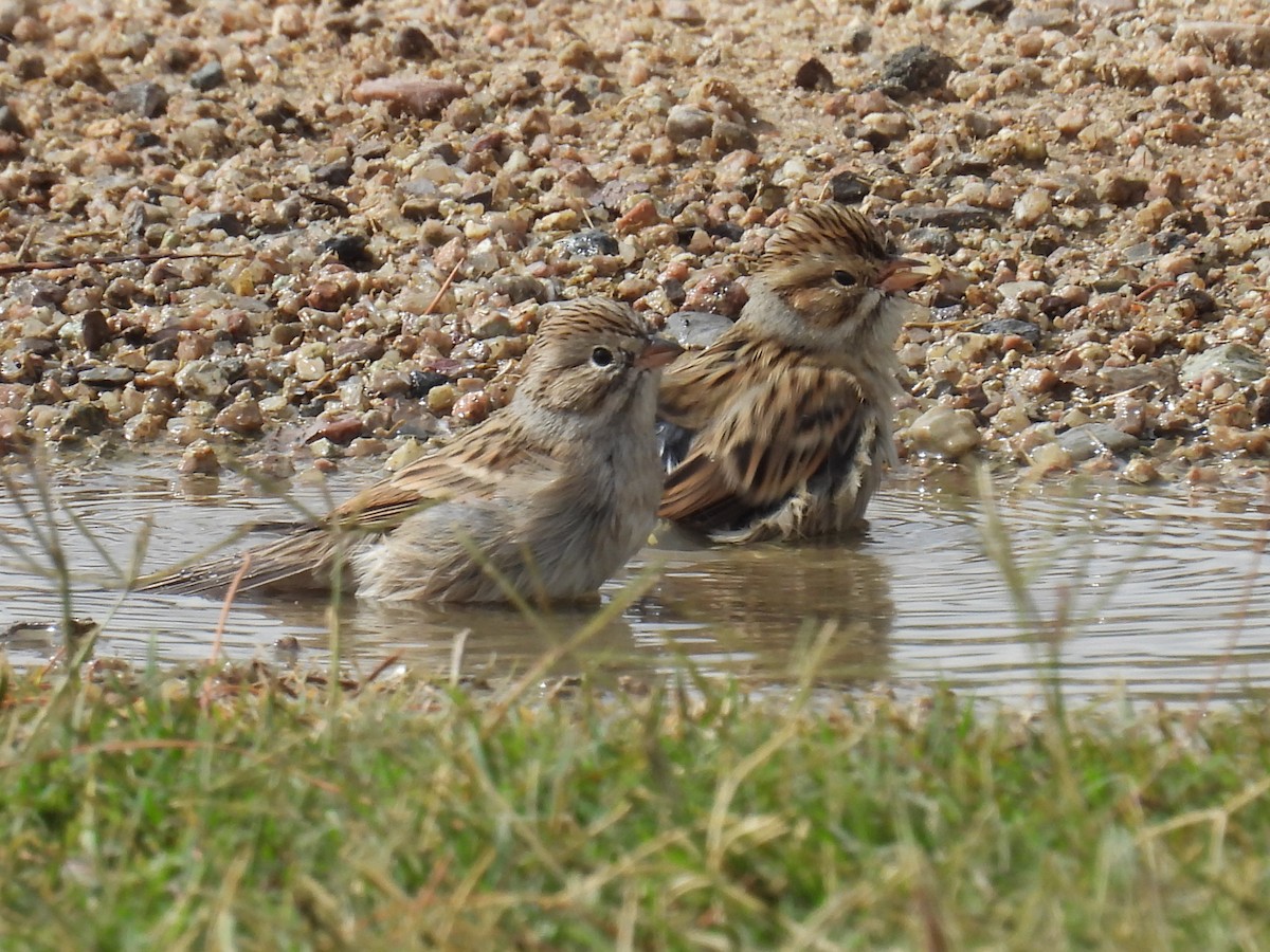 Clay-colored Sparrow - ML644190265