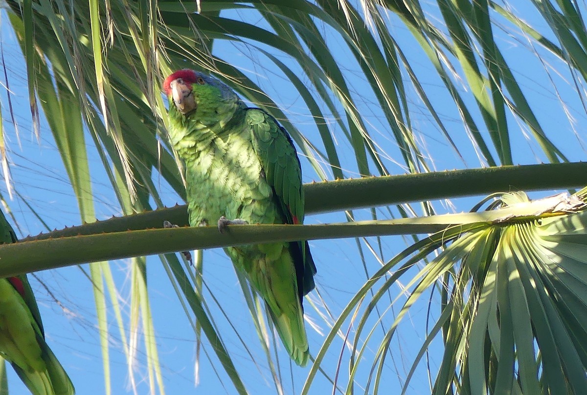 Lilac-crowned Amazon - ML644190272