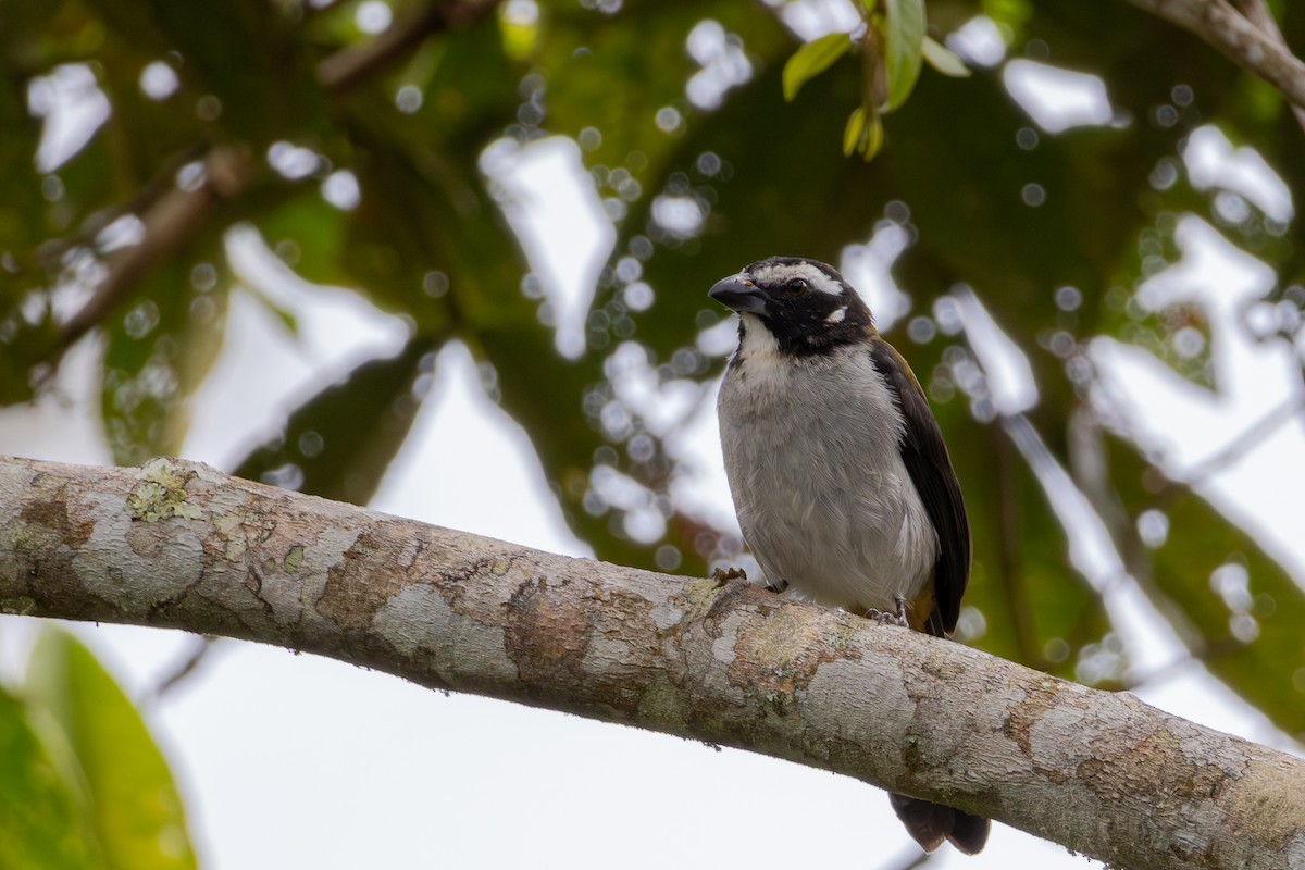Buff-throated Saltator - ML644190279