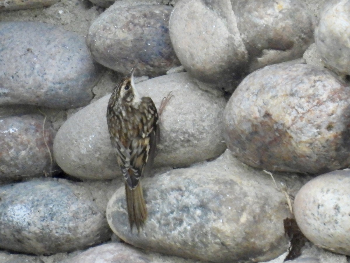 Amerika Tırmaşıkkuşu - ML644190283