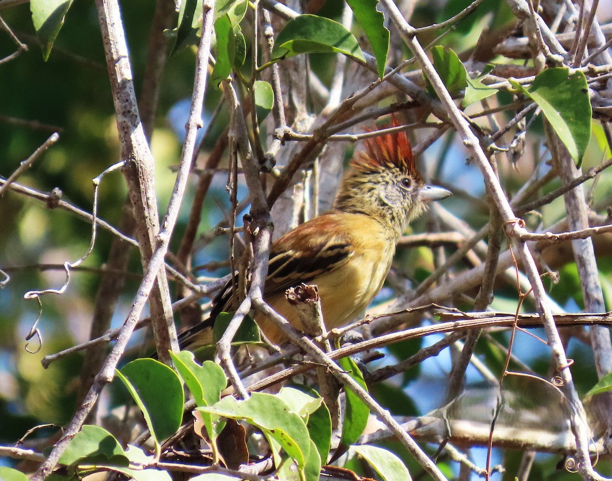 Black-crested Antshrike - ML644190293