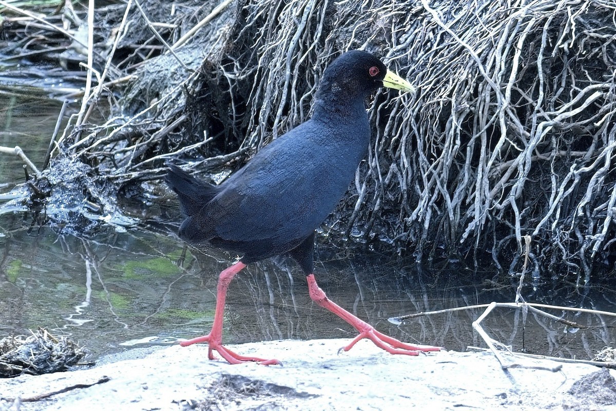 Black Crake - ML644190296