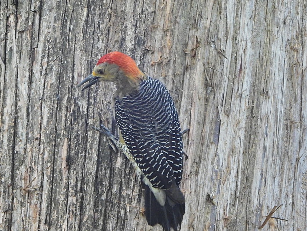 Goldstirnspecht - ML644190305