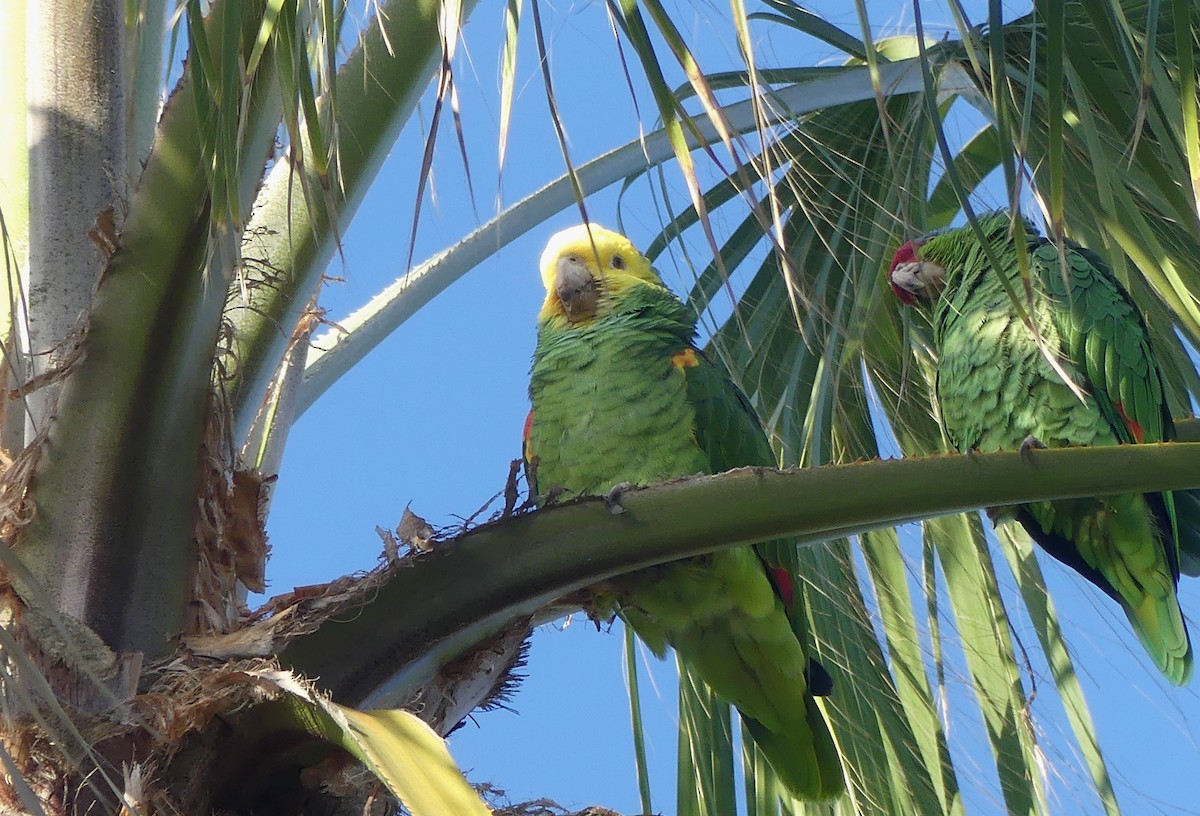 キガシラボウシインコ - ML644190330