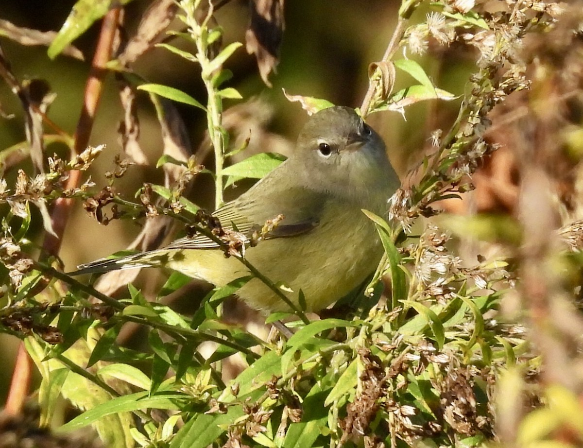 Turuncu Taçlı Ötleğen - ML644190333