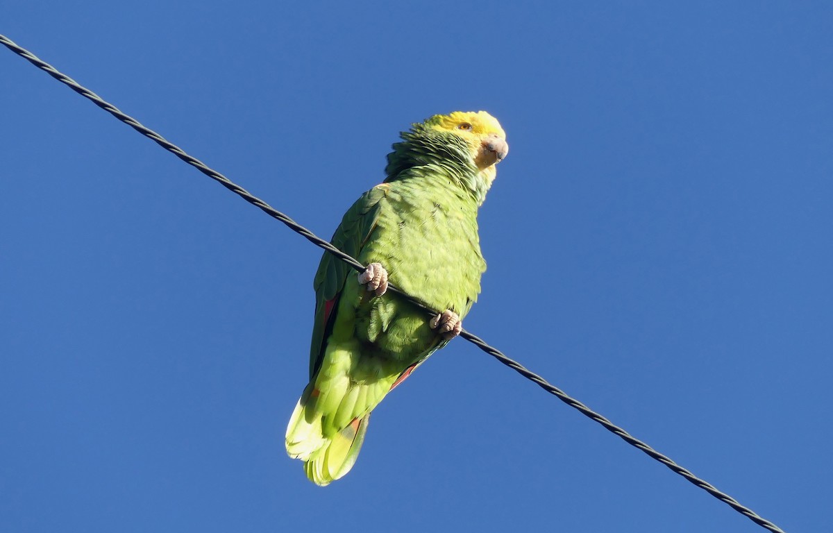 キガシラボウシインコ - ML644190346