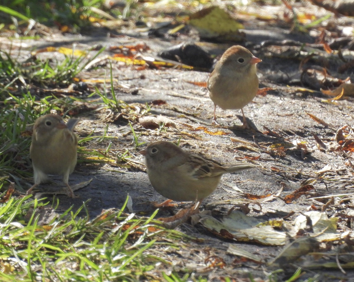 Tarla Serçesi - ML644190349