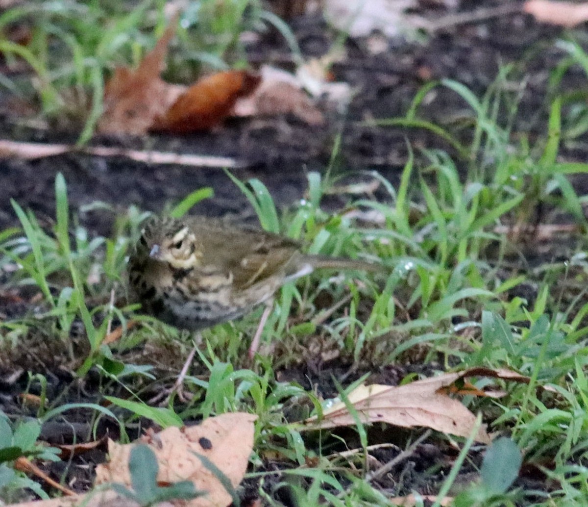 Olive-backed Pipit - ML644190355