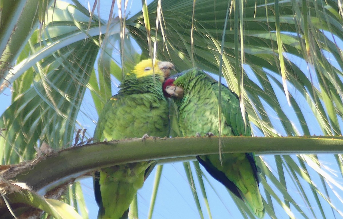 キガシラボウシインコ - ML644190382