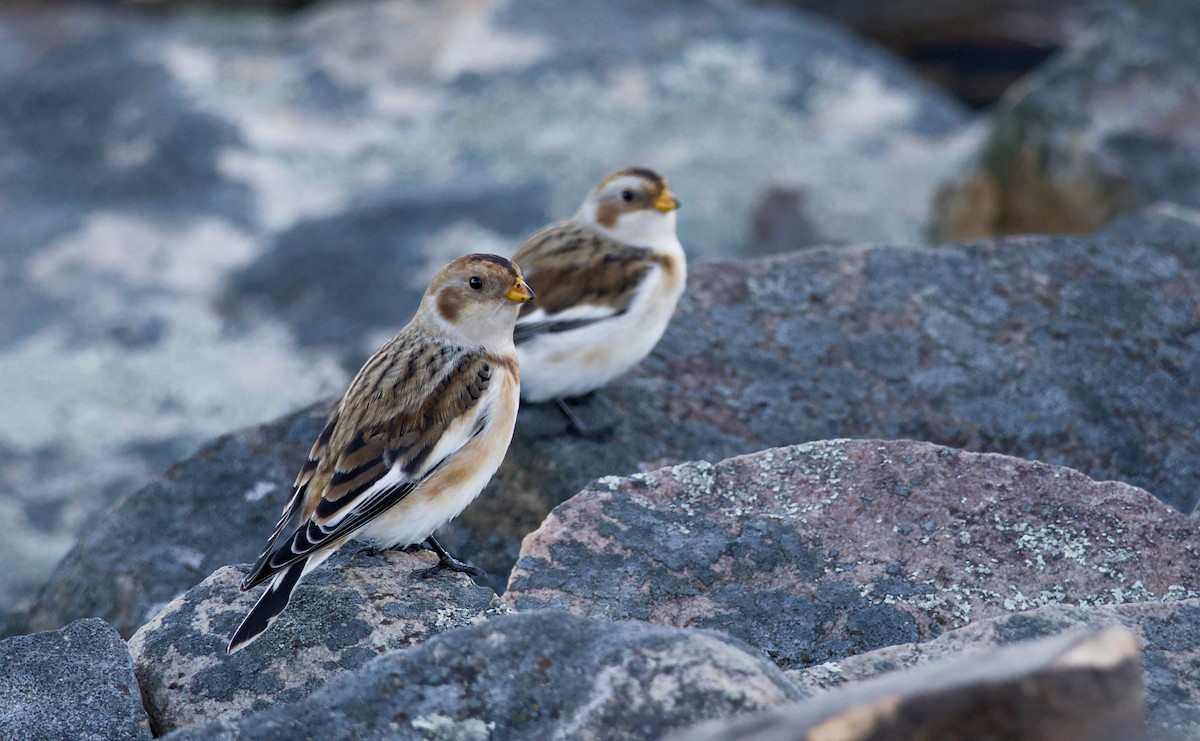 Snow Bunting - ML644190400