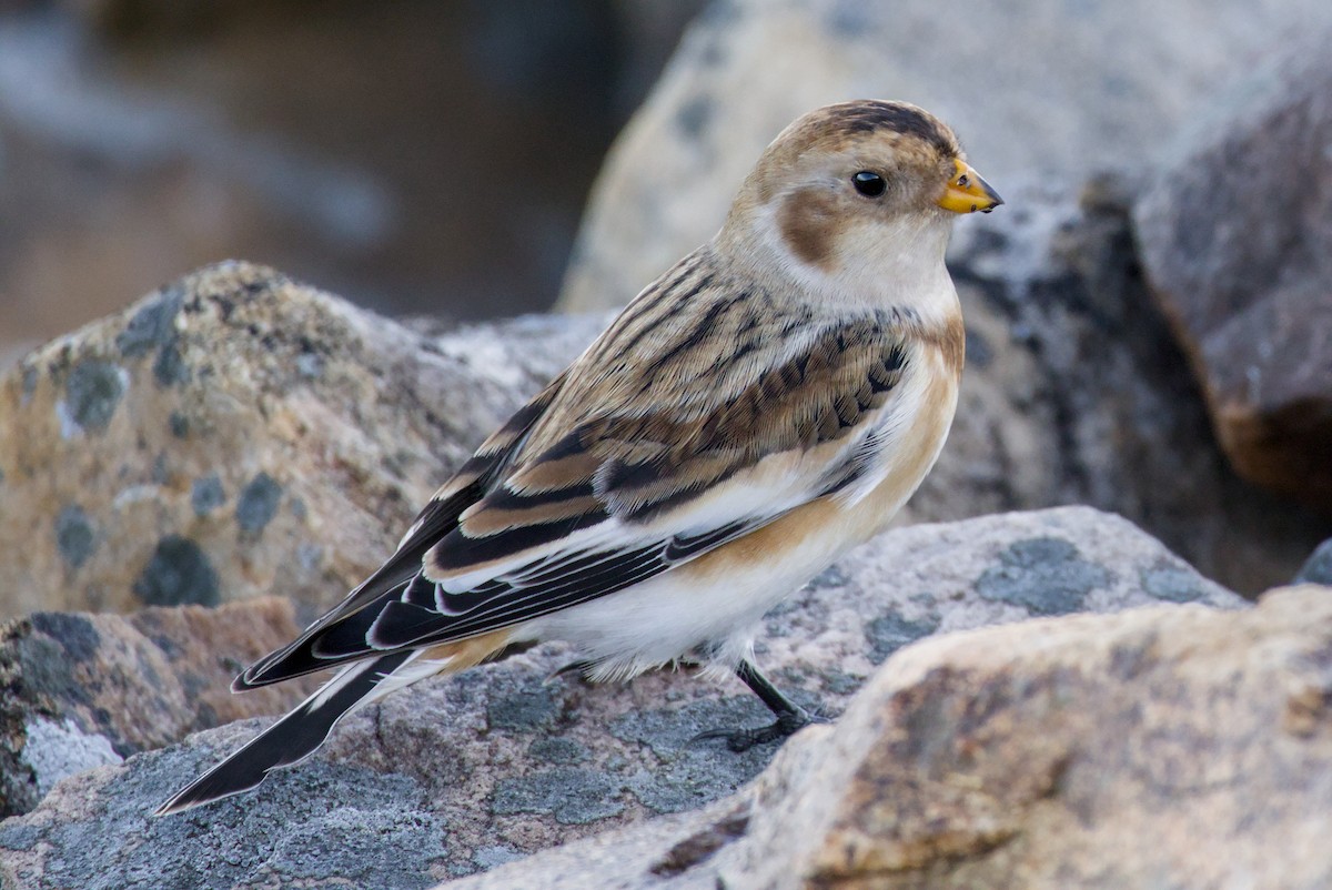 Snow Bunting - ML644190401