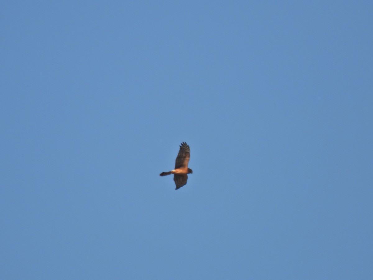 Northern Harrier - ML644190422