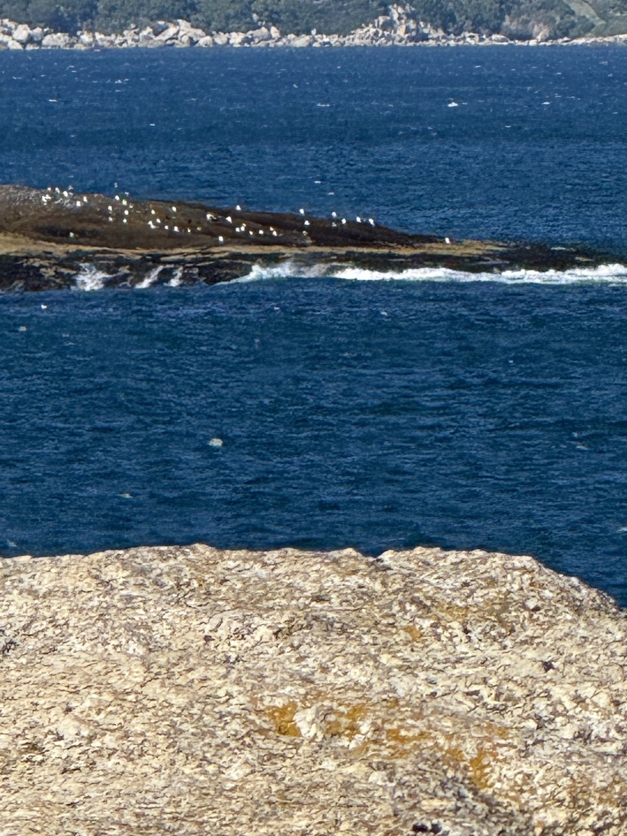 Larinae sp. - ML644190469