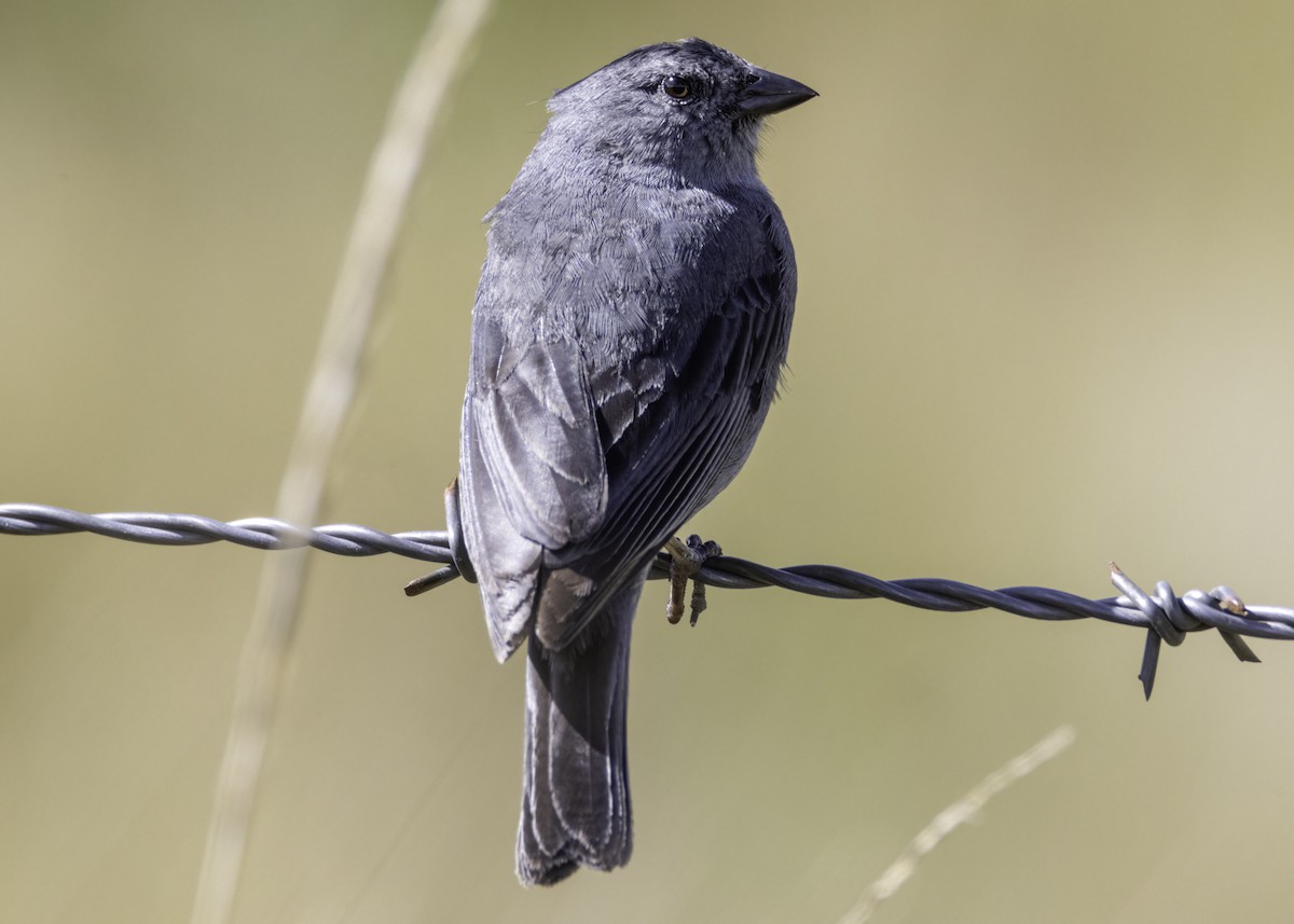 ネズミヤマシトド - ML644190473