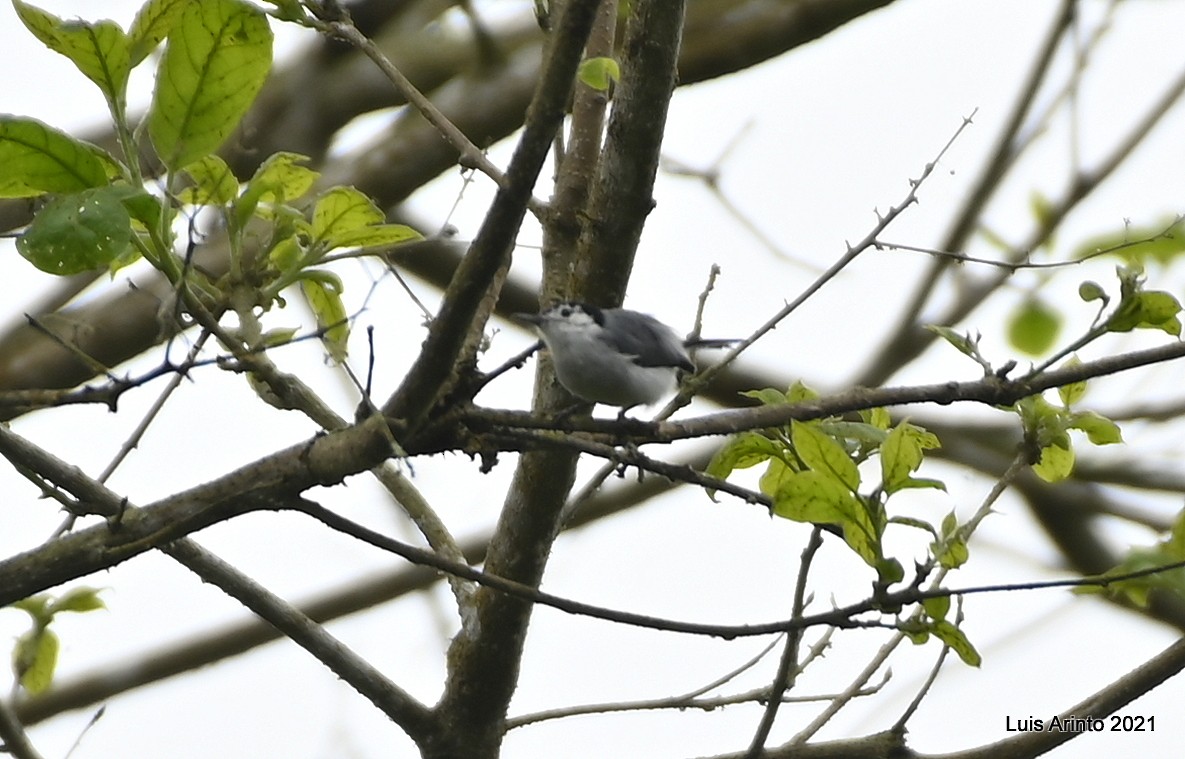 White-browed Gnatcatcher - ML644190484