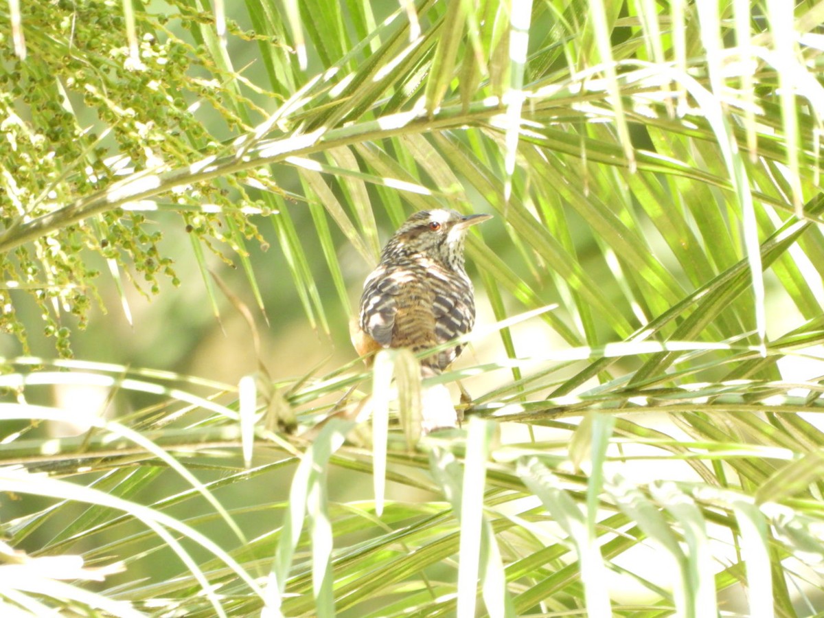 Tigerzaunkönig - ML644190485