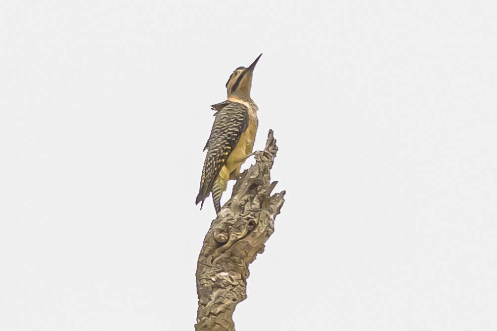 Andean Flicker - ML644190506