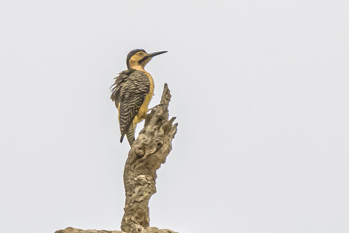 Andean Flicker - ML644190508
