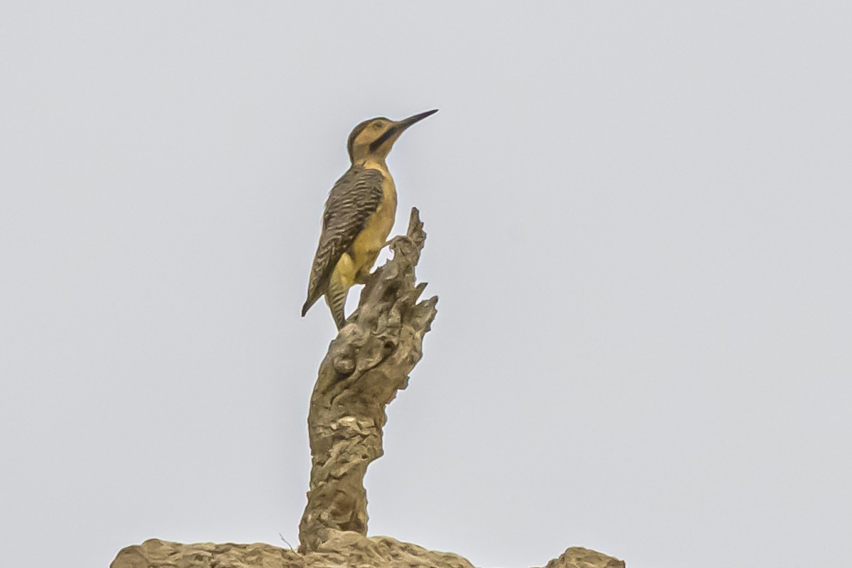 Andean Flicker - ML644190509