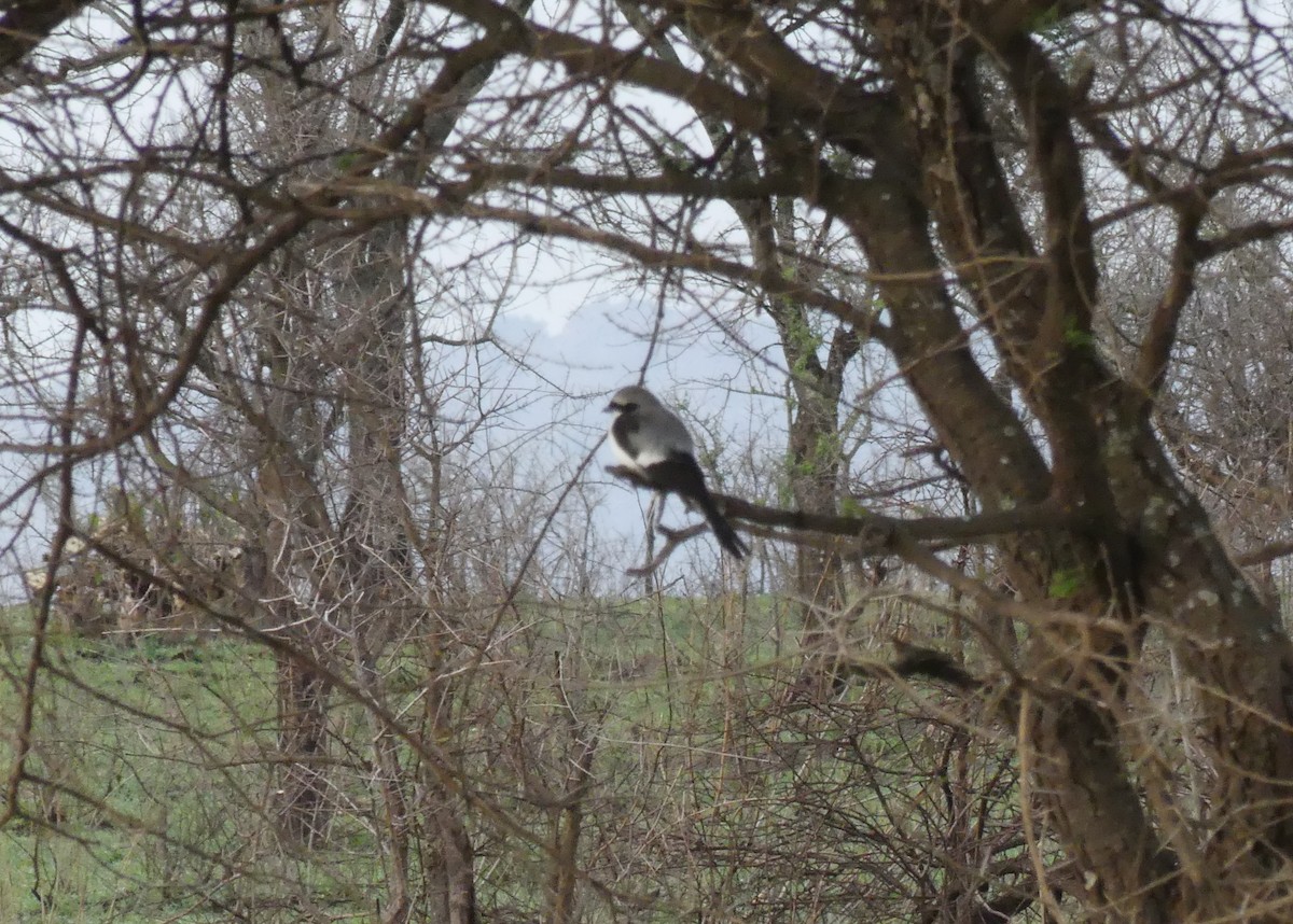 Lesser Gray Shrike - ML644190518